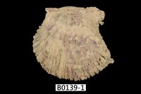 藏品(牡蠣)的圖片